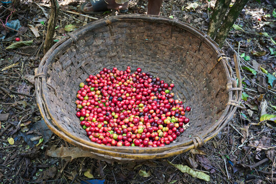 Raw red coffee cherries in a rustic basket on the ground