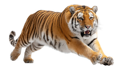 Fototapeta premium Siberian tiger leaping forward with open mouth and extended paws isolated on transparent background