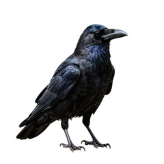 Obraz premium Majestic black crow standing tall and alert on a plain white background looking to the right