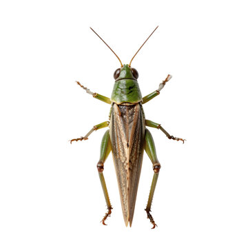 Detailed close-up of a green grasshopper resting on a white surface