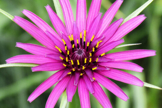 Common-Salsify