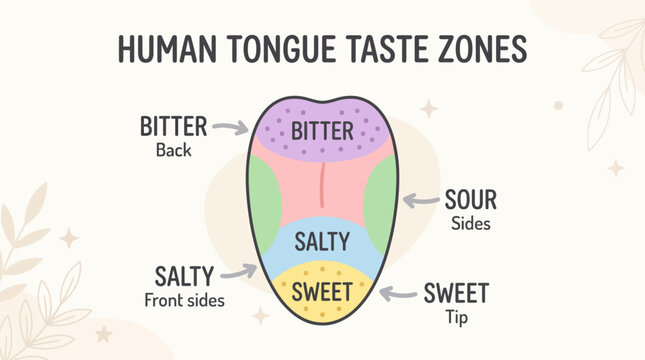 An illustration depicting the human tongue and its different taste zones