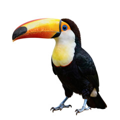 Naklejka premium Colorful toucan stands on its talons against a white background in full view