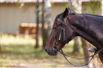 Profile portrait of a dark brown horse head with a bridle, standing outdoors against a blurred natural background © WoodHunt