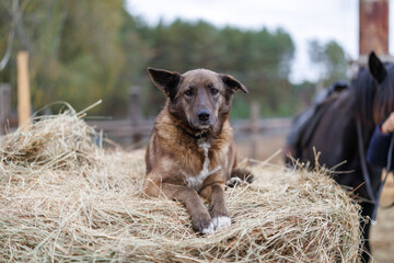 A brown mixed-breed dog with white chest lying on a large round hay bale at a stable © WoodHunt