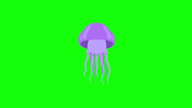 An animated 2D vector graphic of a purple or violet jellyfish pulsing smoothly while swimming. The loopable underwater asset is set against a bright chroma key green backdrop.
