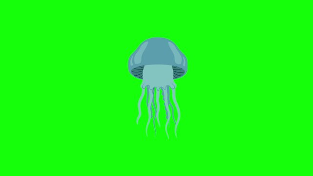 A stylized 2D cartoon blue jellyfish pulses gently and moves its long tentacles as it swims upward. The vector animation is isolated on a solid green chroma key background.