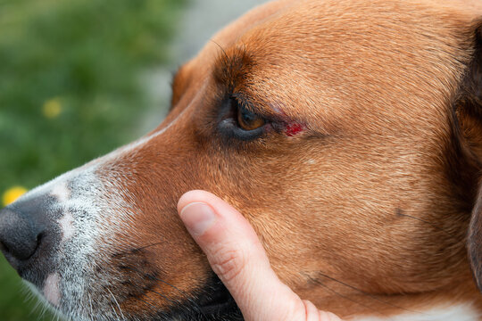 Dog with wound near eye. Pet owner inspecting fresh scrape or minor injury on dog. Likely from branch or rough bark contact. Pet first aid and wound care concept. Selective focus.