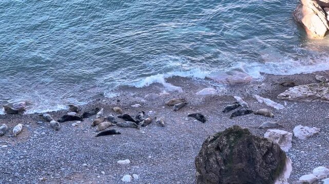 Grey Seals Group on the Beach at Angel Penrhyn Bay, Little Orme, Llandudno, Conwy, North Wales, UK