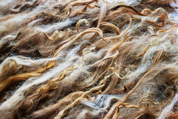 Spaelsau sheep wool locks prepared for wet felting with water droplets close up © Dina