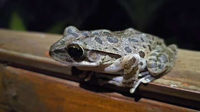 Close up of spotted frog resting on wooden surface with detailed skin texture and large eye amphibian wildlife animal in natural environment macro view