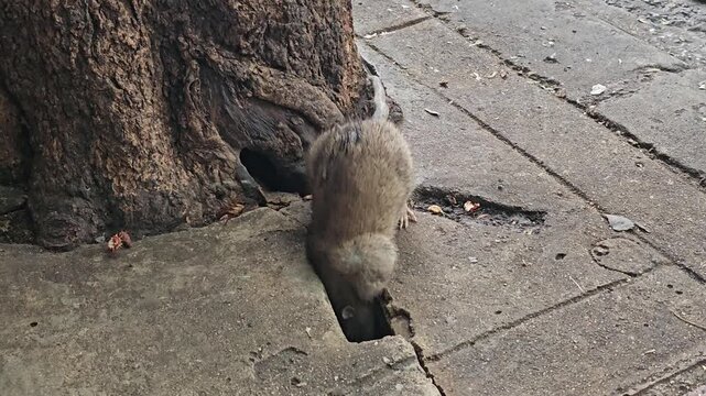 Rat searching for food near tree trunk and entering hole in urban pavement, close up view of rodent behavior in city environment with concrete ground and natural shelter