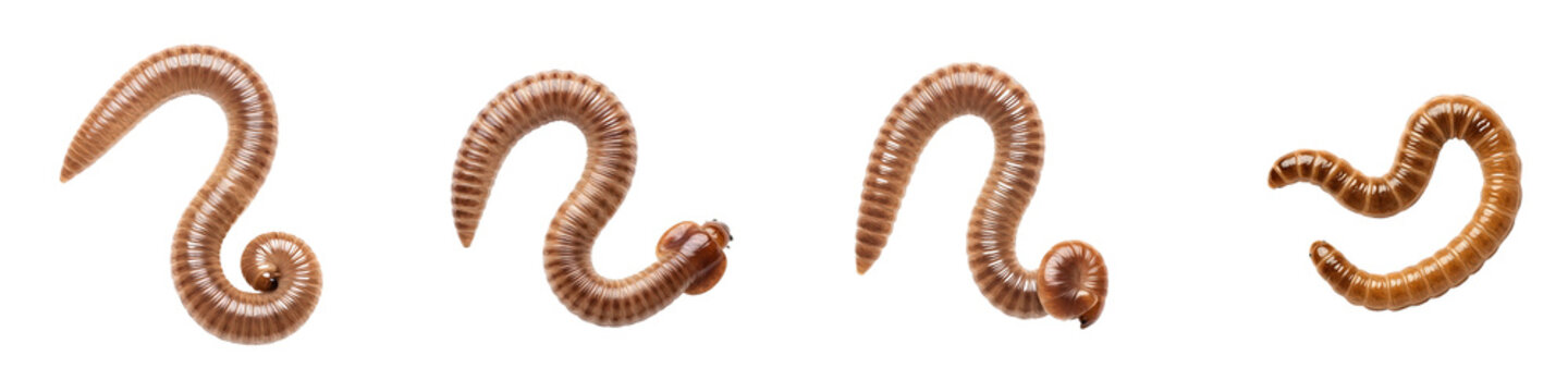 Earthworm and Soil Invertebrate Collection &ndash; 4 Different Crawling Brown Worms and Millipedes &ndash; Real Garden Earthworms Isolated on White &ndash; Biological Soil Life and Nature Asset
