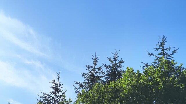 Single winged maple seed slowly twirling and falling through the blue sky. Green treetops in the background on a sunny summer day in Demanovska Dolina, Slovakia