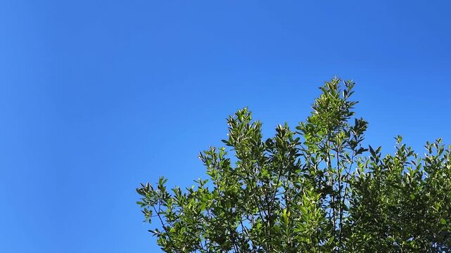 Fresh green leaves of a tree swaying gently in a light breeze on a sunny day. A cloudless blue sky provides a calm and peaceful background in Demanovska Dolina, Slovakia