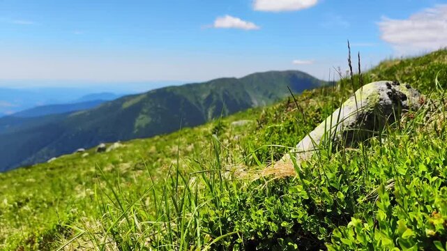 Beautiful mountain landscape with green grass swaying in the wind. A scenic view of a mountain range under a clear blue sky on a sunny day in Demanovska Dolina, Slovakia