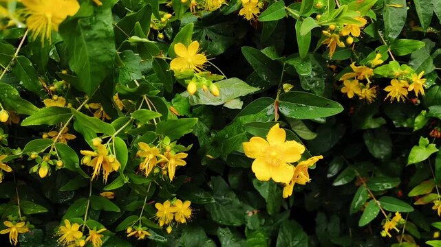 Lush green st. John's wort bush with vibrant yellow blossoms covered in raindrops. The delicate flowers and leaves gently sway in the breeze