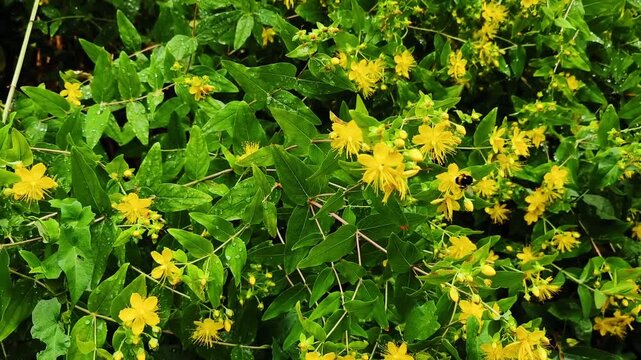 Close up view of a bumblebee collecting nectar from vibrant yellow st. John's wort flowers amidst lush green leaves covered in raindrops