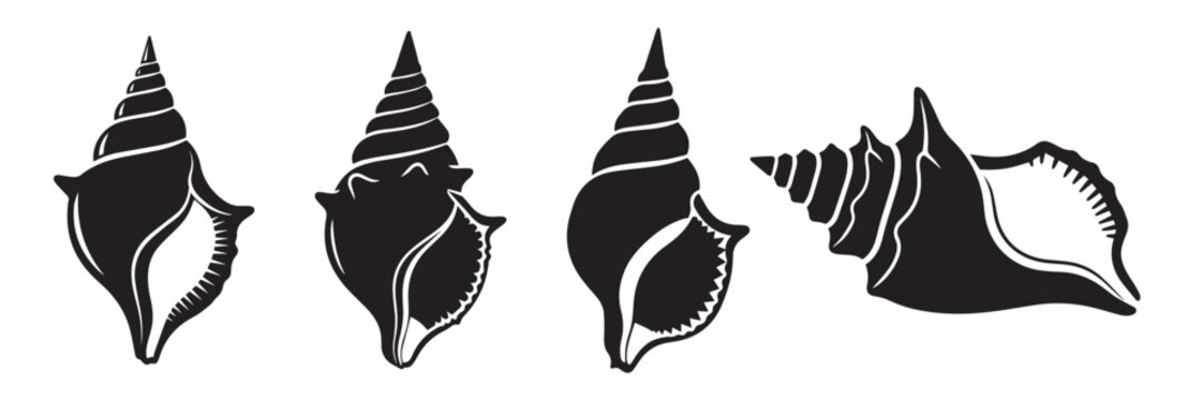 Group of four black silhouette seashell illustrations with white background seashell collectible illustration