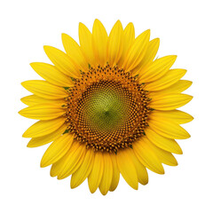 Fototapeta premium A vibrant sunflower with bright yellow petals and a brown center in full bloom Isolated Png