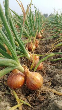 Fresh onions growing in rows on a farm field, showcasing organic agriculture with ripe brown bulbs and green stalks emerging from rich soil