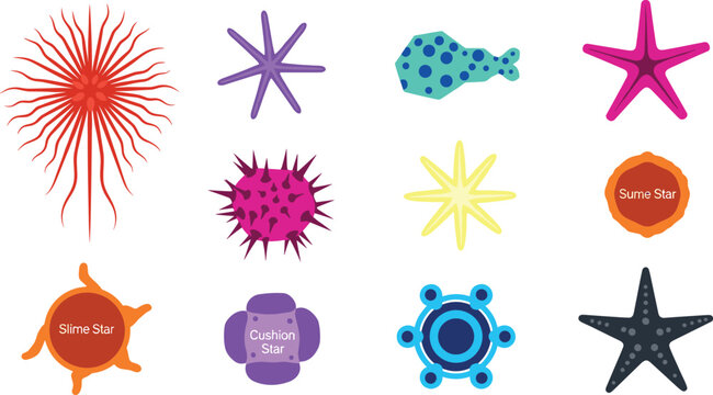 Colorful Starfish and Sea Star Collection with Cushion Star and Slime Star Species