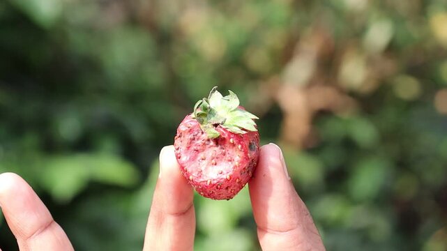 Strawberry with a part of it is rotten is held in hand on nature background