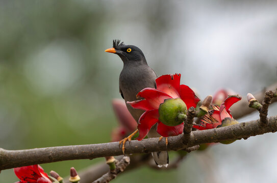 Jungle Myna (Acridotheres fuscus) on a flowering silk-cotton branch.