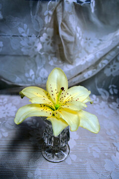 Delicate linen lace surrounds vace with lily