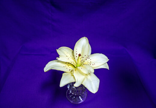 Blue fabric surround white speckled lily