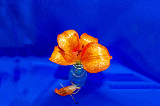 Shriveling and drooping orange petals