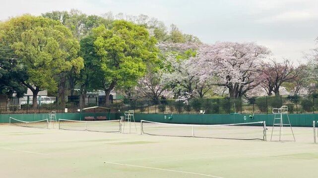 三ツ池公園　桜の季節の無人のテニスコート