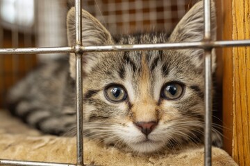 Obraz premium Foster Animals Temporarily Home Space Animal Welfare