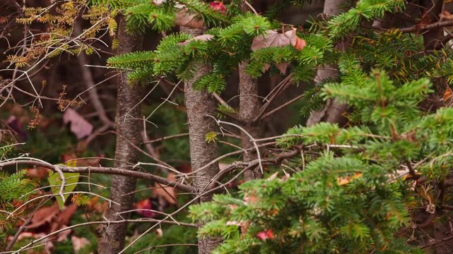 Close-up of a vibrant Blue Jay perched on a tree branch during autumn in Nova Scotia, Canada. The bird searches for food and eats grains, showcasing its bright blue feathers against fall foliage.