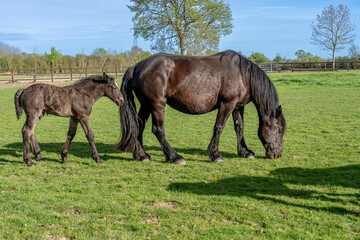 Obraz premium Charencey, France - 04 10 2026: Domaine de La Lochetière. A frail foal with its mare mother standing on a grassy field in a cloudy and sunny blue sky