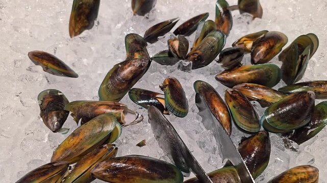 Fresh mussels on crushed ice with open shells and visible meat, seafood display with wet surfaces and cold storage conditions, close up view of raw shellfish prepared for cooking and market sale