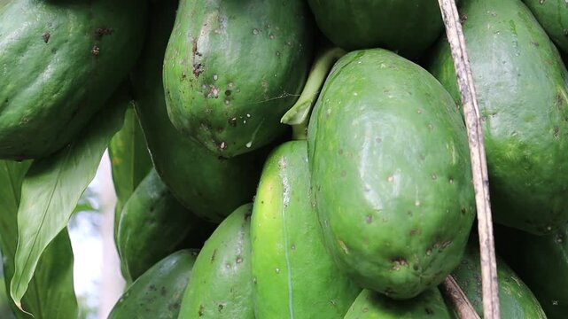White liquid or the papaya sap coming from the plant after the unripe papaya is harvested