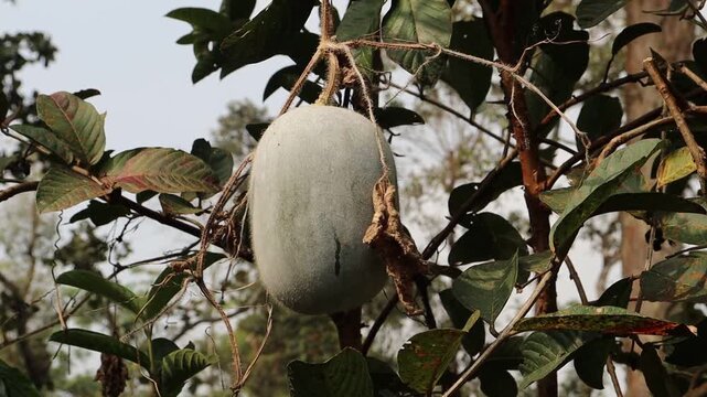Ash gourd or the winter melon grown on the vine ready to be harvested exposed to natural light