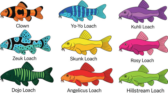 Tropical Aquarium Loach Collection with Various Colorful Species Isolated on White