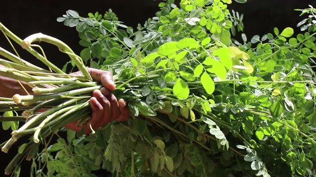 Moringa stem with fresh green leaves that is used as a vegetable held in the hand on natural light. Moringa leaves view