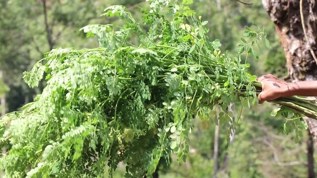 View of moringa leaves with the branches that is used as a food. Drumstick plant branches with fresh green leaves