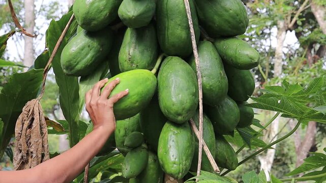 Harvesting fresh unripe papaya from its plant. Picking green papaya from the plant