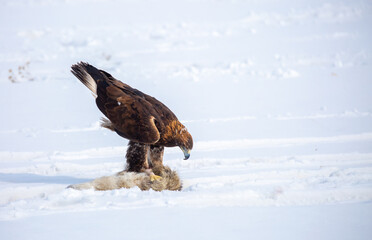 Naklejka premium A large eagle caught a fox against a backdrop of snow. A bird of prey hunts its prey. A golden eagle sits in the snow, clinging to its prey. Falconry. A national tradition of Asia. Berkutchi,