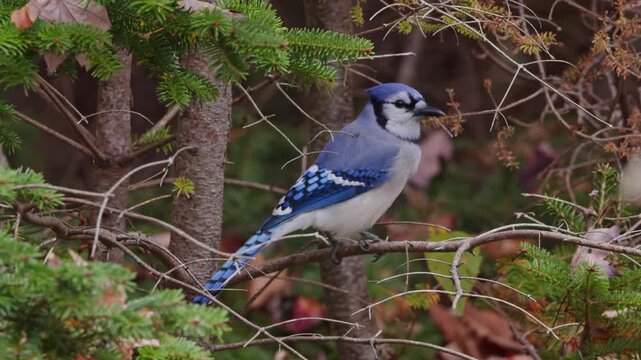 Close-up of a Blue Jay perched on a tree branch in autumn forest near Halifax, Nova Scotia, Canada. The bird looks around and eats grains, classic fall wildlife scene 4K