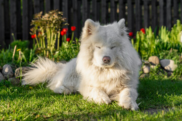 Peaceful white Samoyed dog lying on green grass with eyes closed. Fluffy husky relaxing in a sunny garden.  Background features red tulips, green plants, and a wooden fence in soft sunlight © Alena