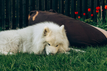 White Samoyed dog lying on green grass next to its owner. Fluffy husky relaxing in a sunny garden © Alena