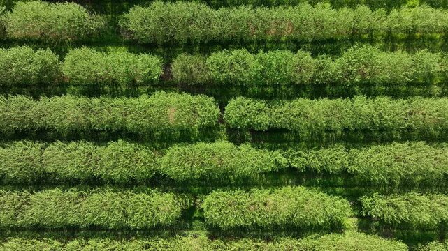 Aerial top-down view of lush green orchard rows in Lot France Dense tree plantation creating textured pattern under bright daylight