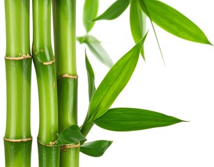Naklejka premium Close-up of vibrant green bamboo stalks with fresh, elongated leaves against a pristine white background