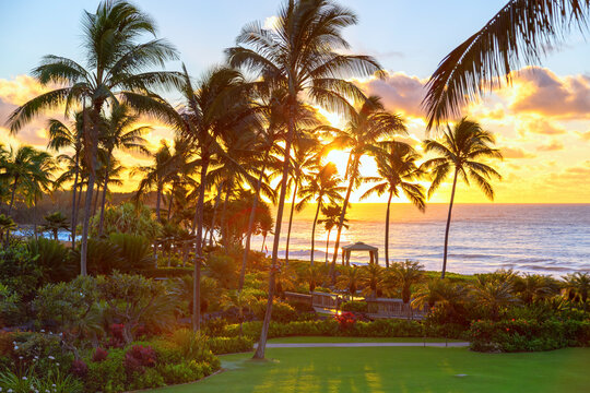 A breathtaking sunrise casts a brilliant golden glow through a grove of towering palm trees overlooking the serene coastline of Poipu, Kauai.