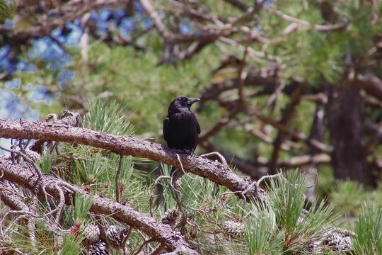 Corneja negra posada en pino con fondo natural 